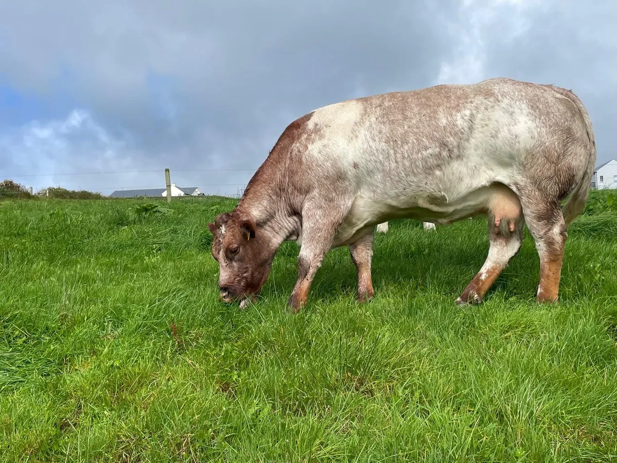 Ai Roan cow - Image 2