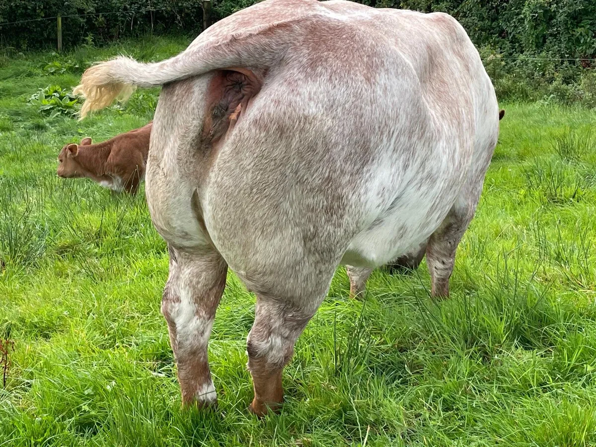 Ai Roan cow - Image 3