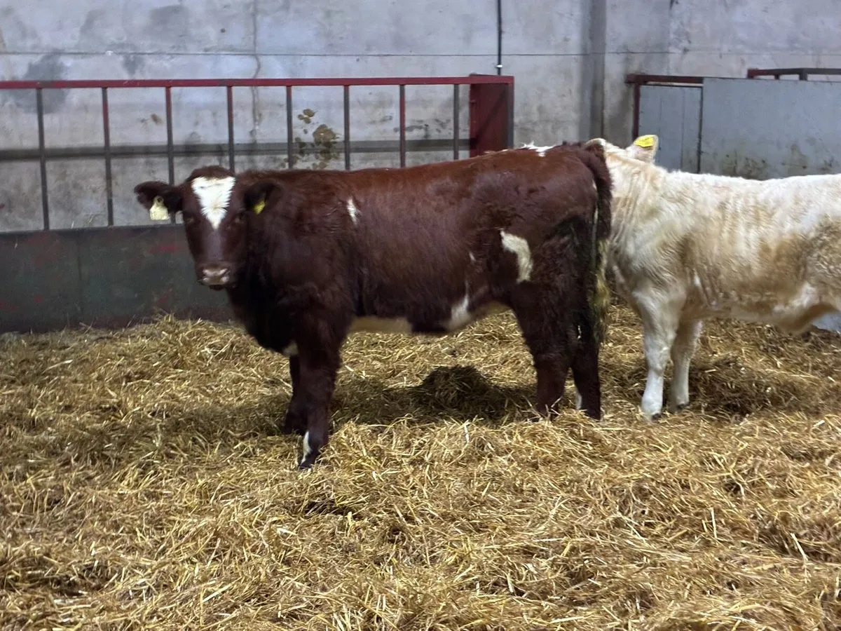Suckler Bred Shorthorn Heifer Weanlings - Image 1