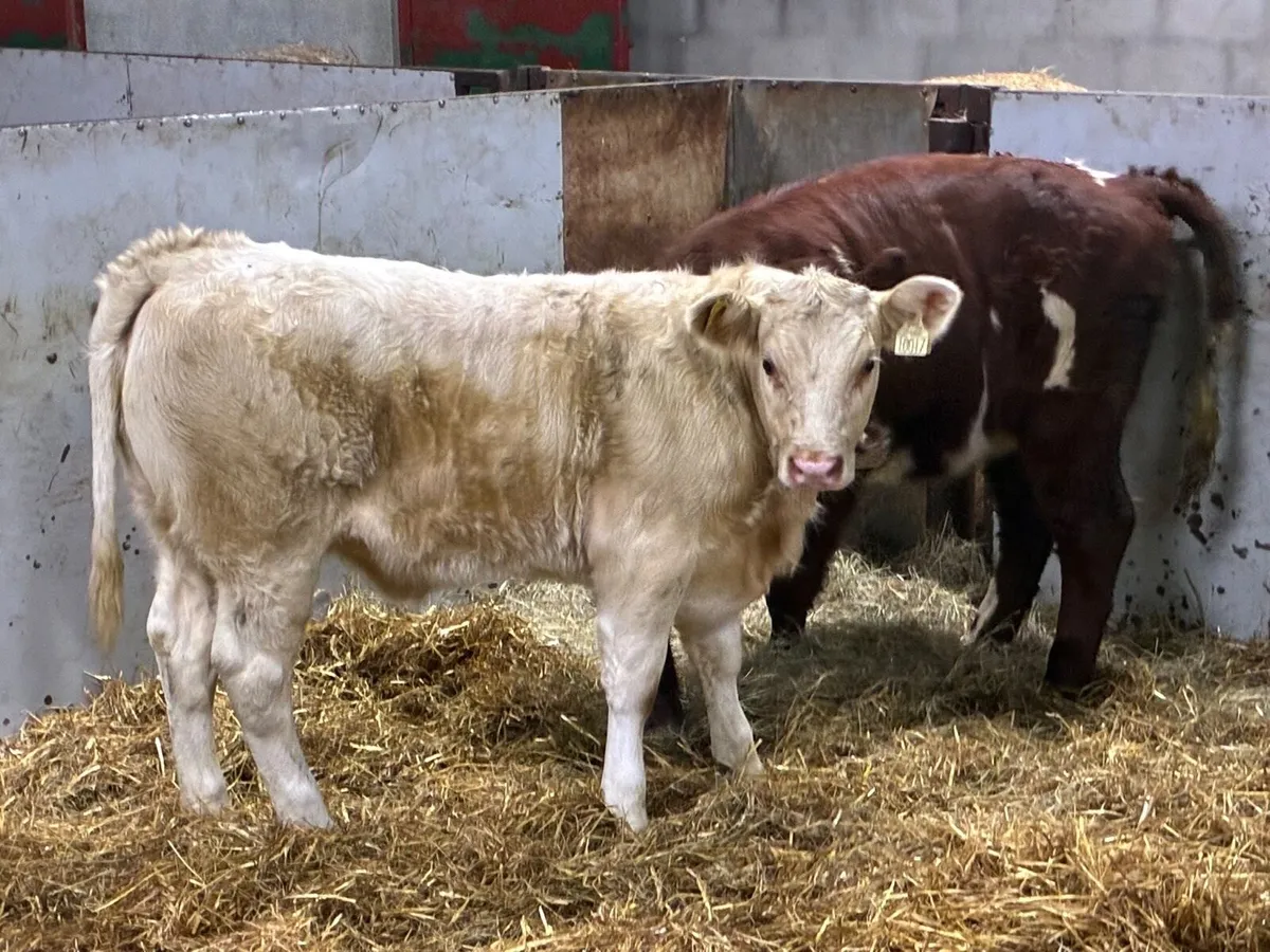 Suckler Bred Shorthorn Heifer Weanlings - Image 2