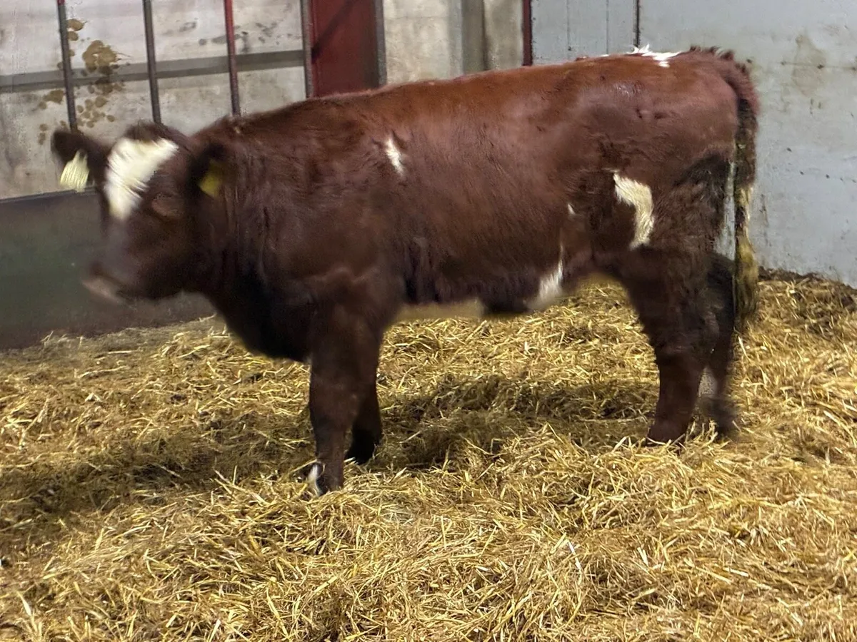 Suckler Bred Shorthorn Heifer Weanlings - Image 3