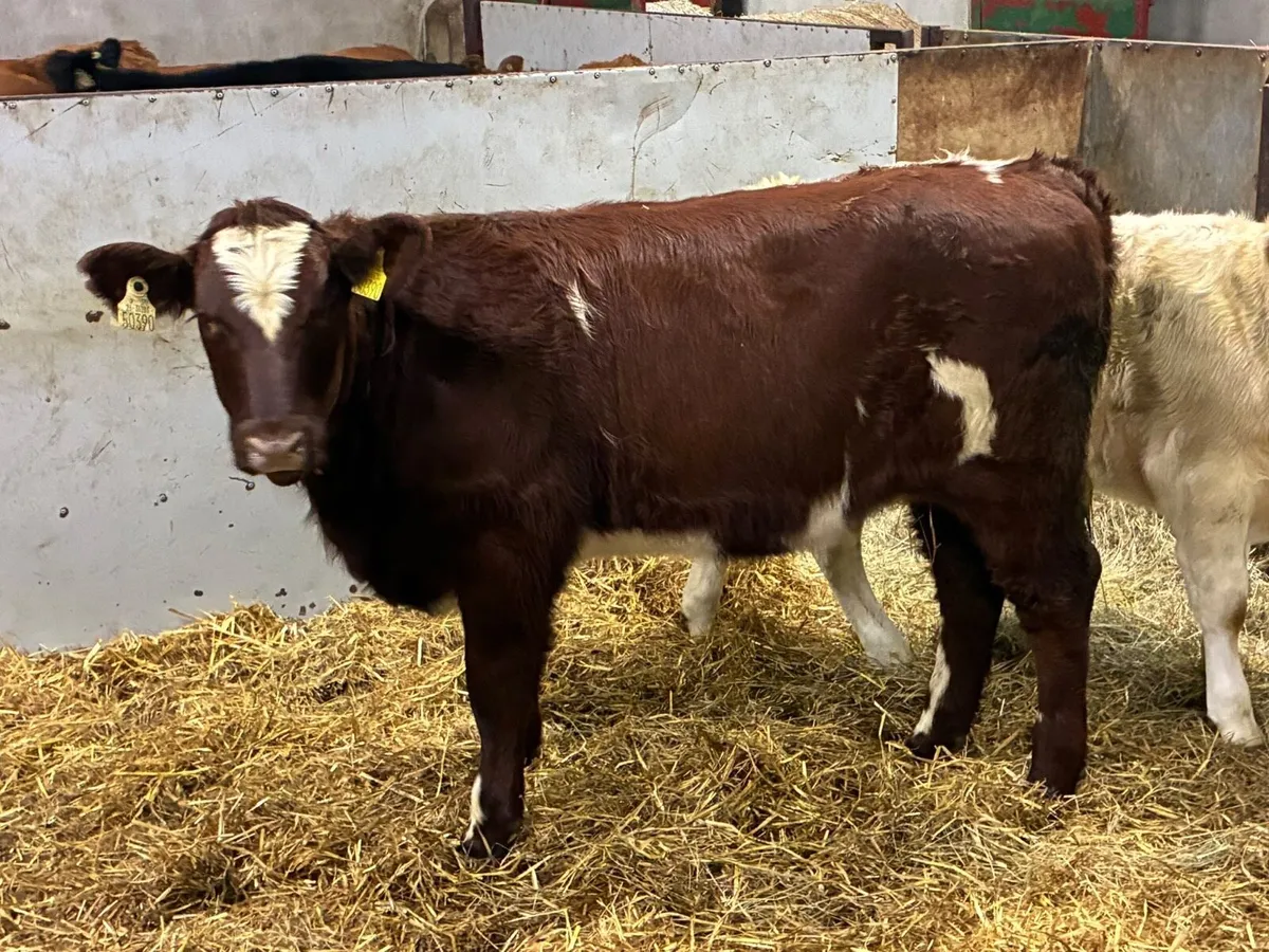 Suckler Bred Shorthorn Heifer Weanlings - Image 4