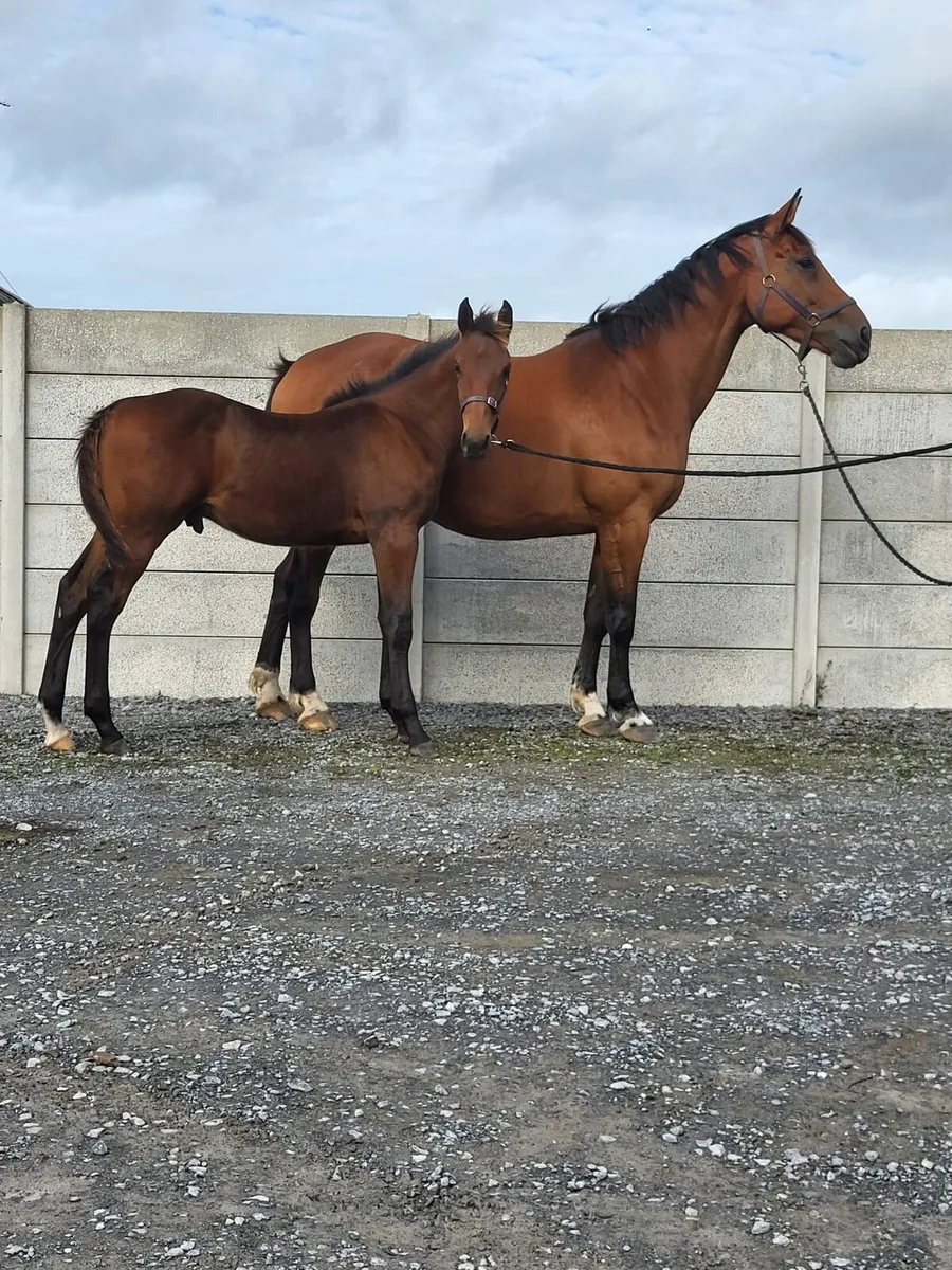⭐️Tyson X Baloubet Du Rouet Colt⭐️ - Image 4