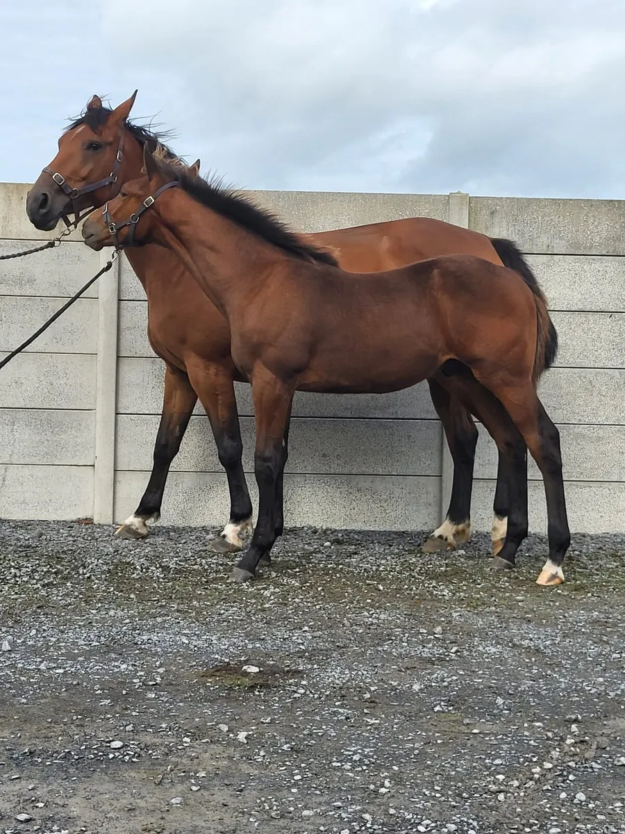 ⭐️Tyson X Baloubet Du Rouet Colt⭐️ - Image 1