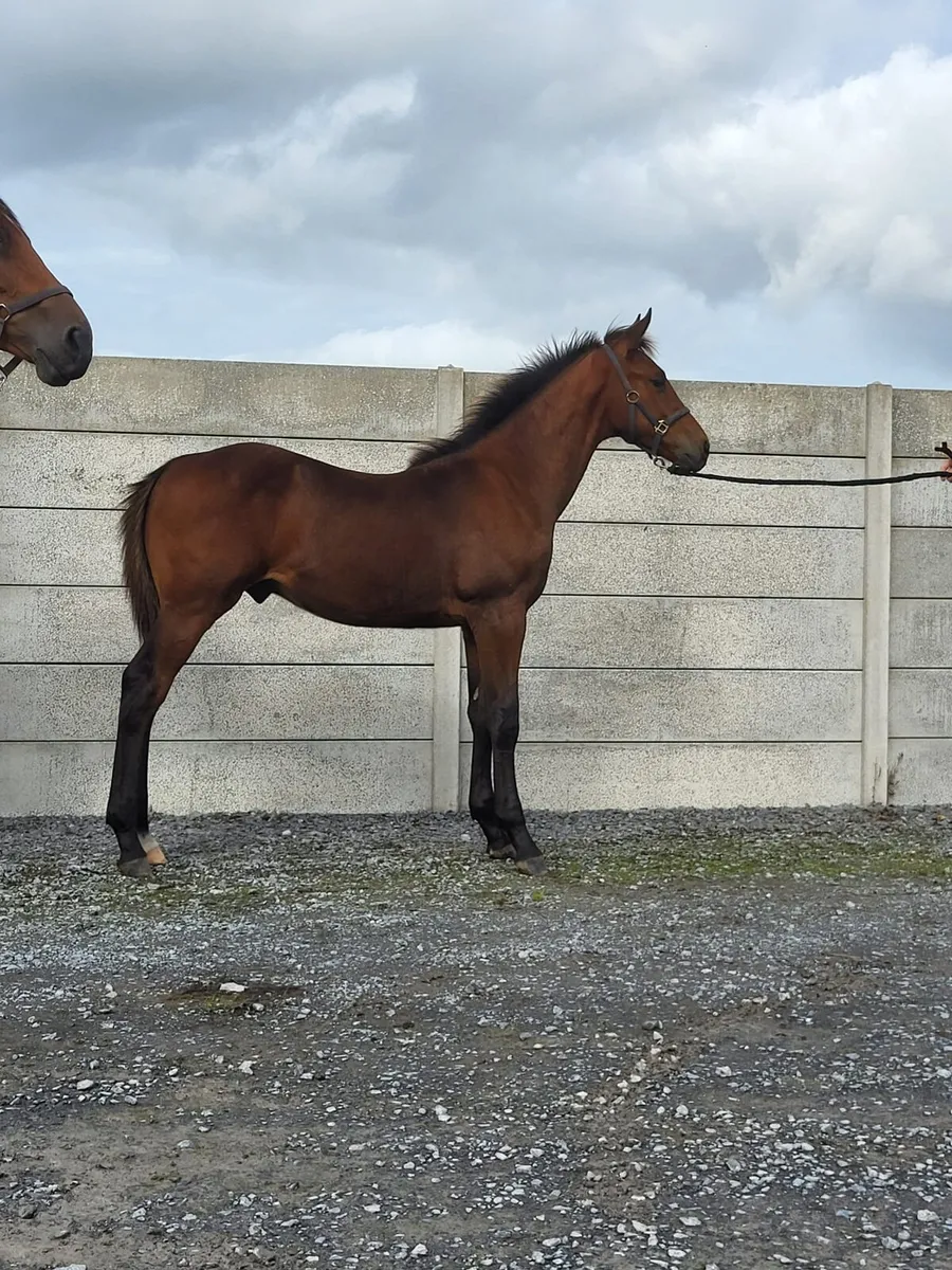 ⭐️Tyson X Baloubet Du Rouet Colt⭐️ - Image 2