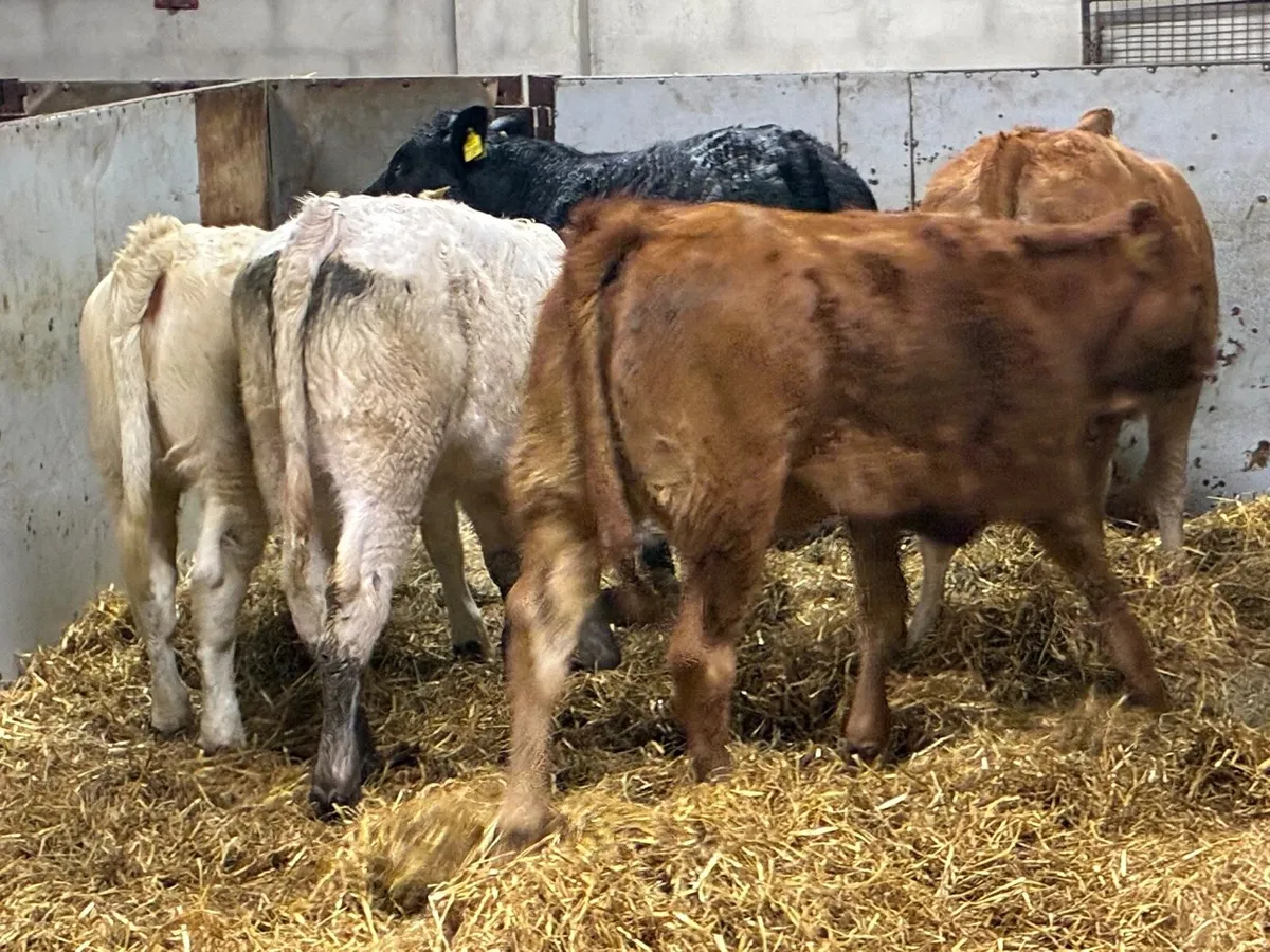 Super 250Kg CH LIM Heifer Weanlings - Image 2