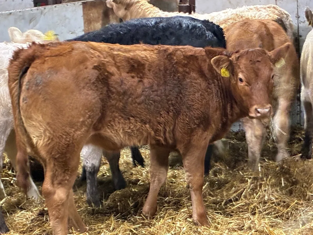 Super 250Kg CH LIM Heifer Weanlings - Image 3