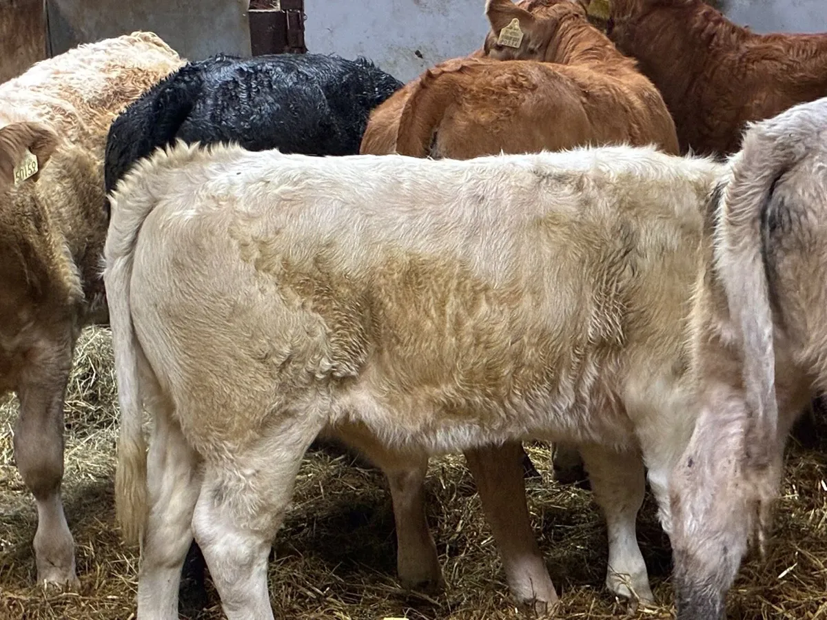 Super 250Kg CH LIM Heifer Weanlings - Image 4