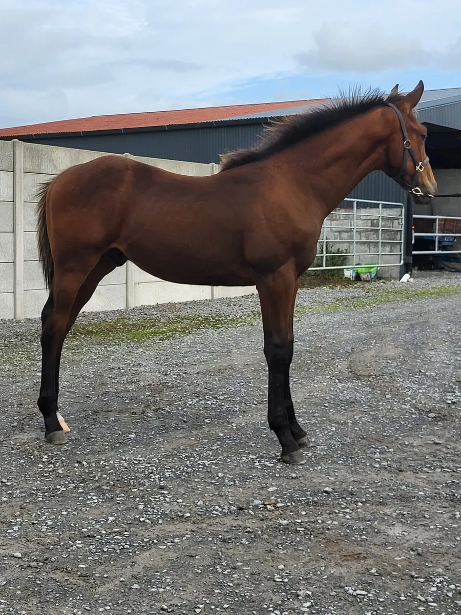 ⭐️Tyson X Baloubet Du Rouet Colt⭐️ - Image 3