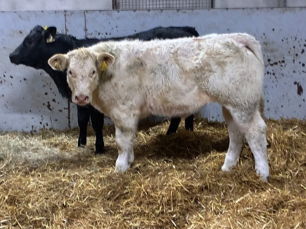 Super U+ CH & LIM Show Heifers - Image 2