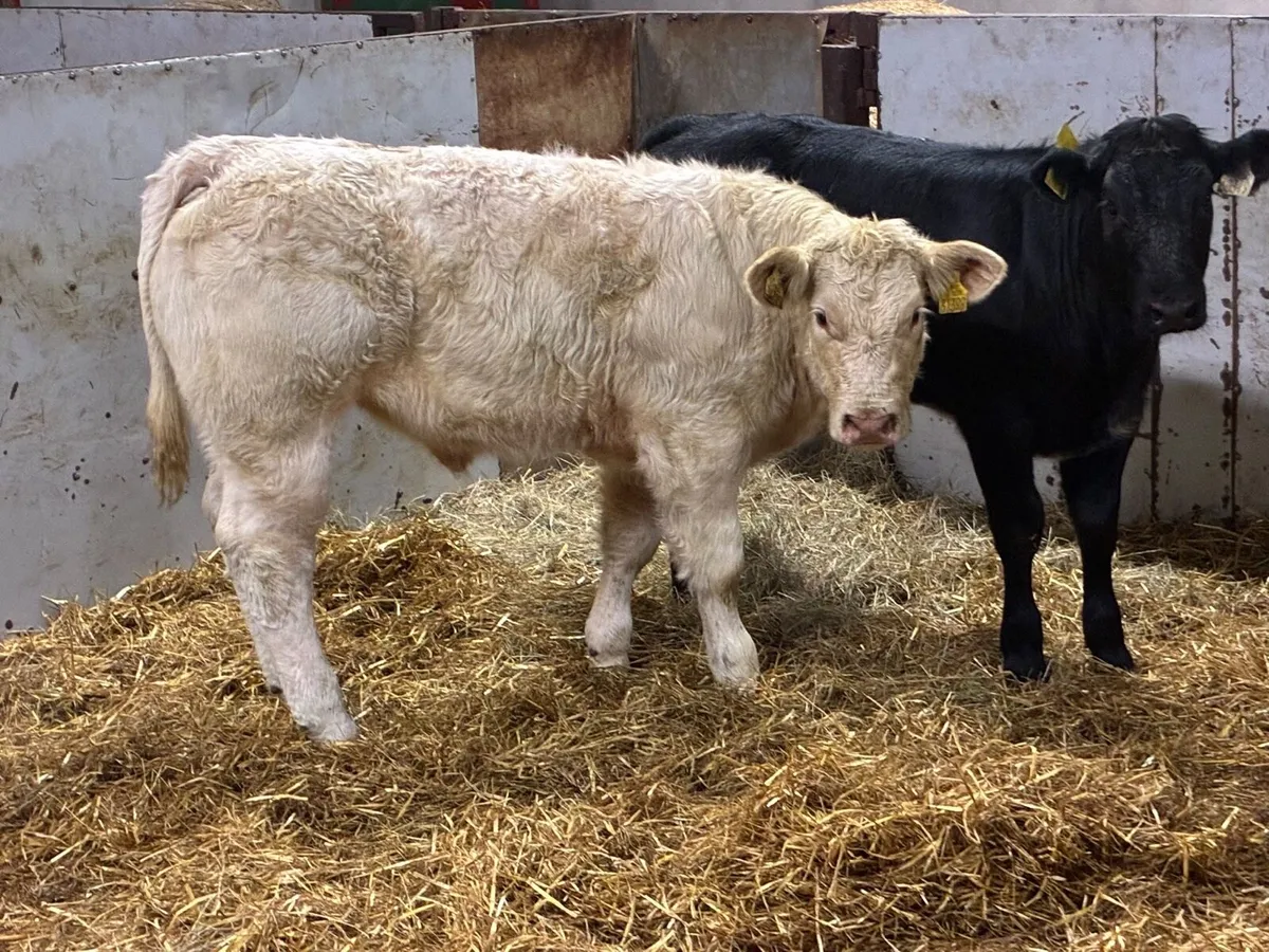 Super U+ CH & LIM Show Heifers - Image 3