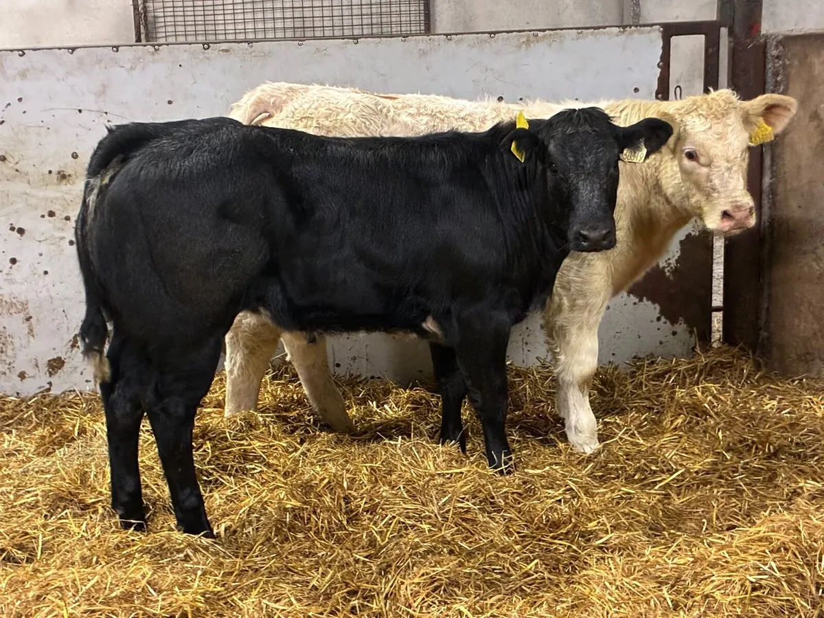 Super U+ CH & LIM Show Heifers - Image 4