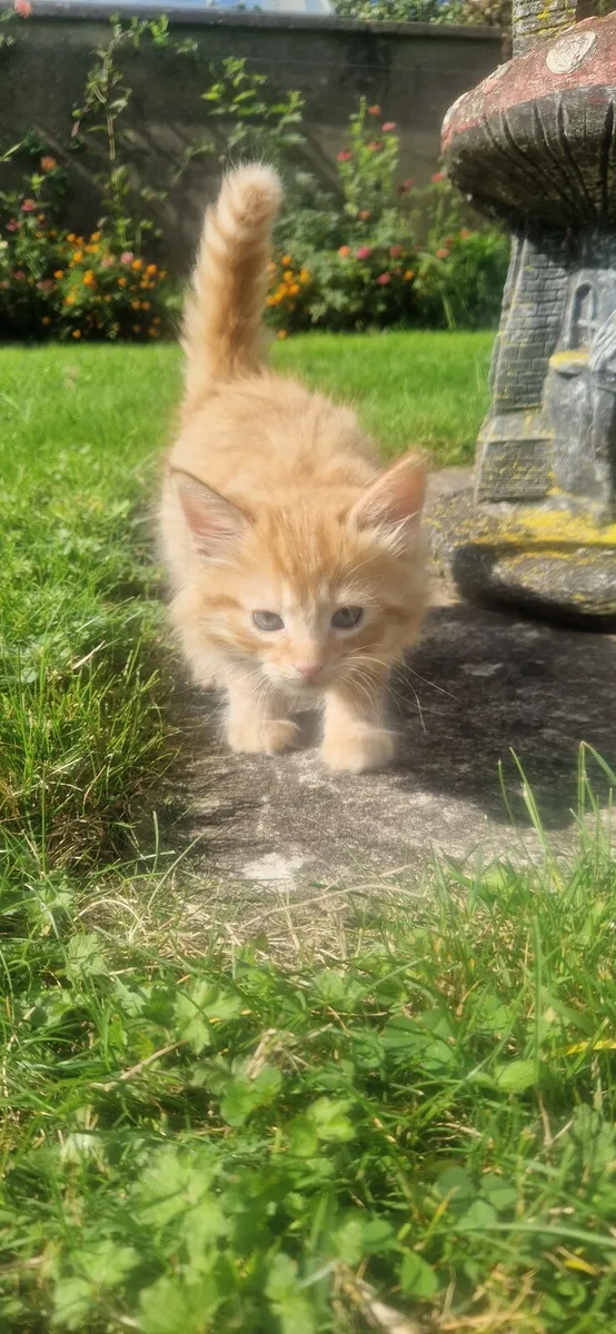 4 Fluffy Kittens - Image 1