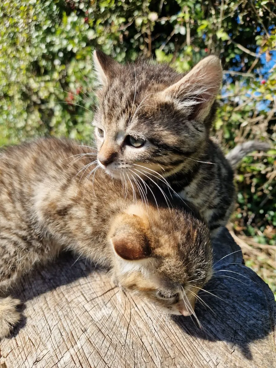 4 Fluffy Kittens - Image 3