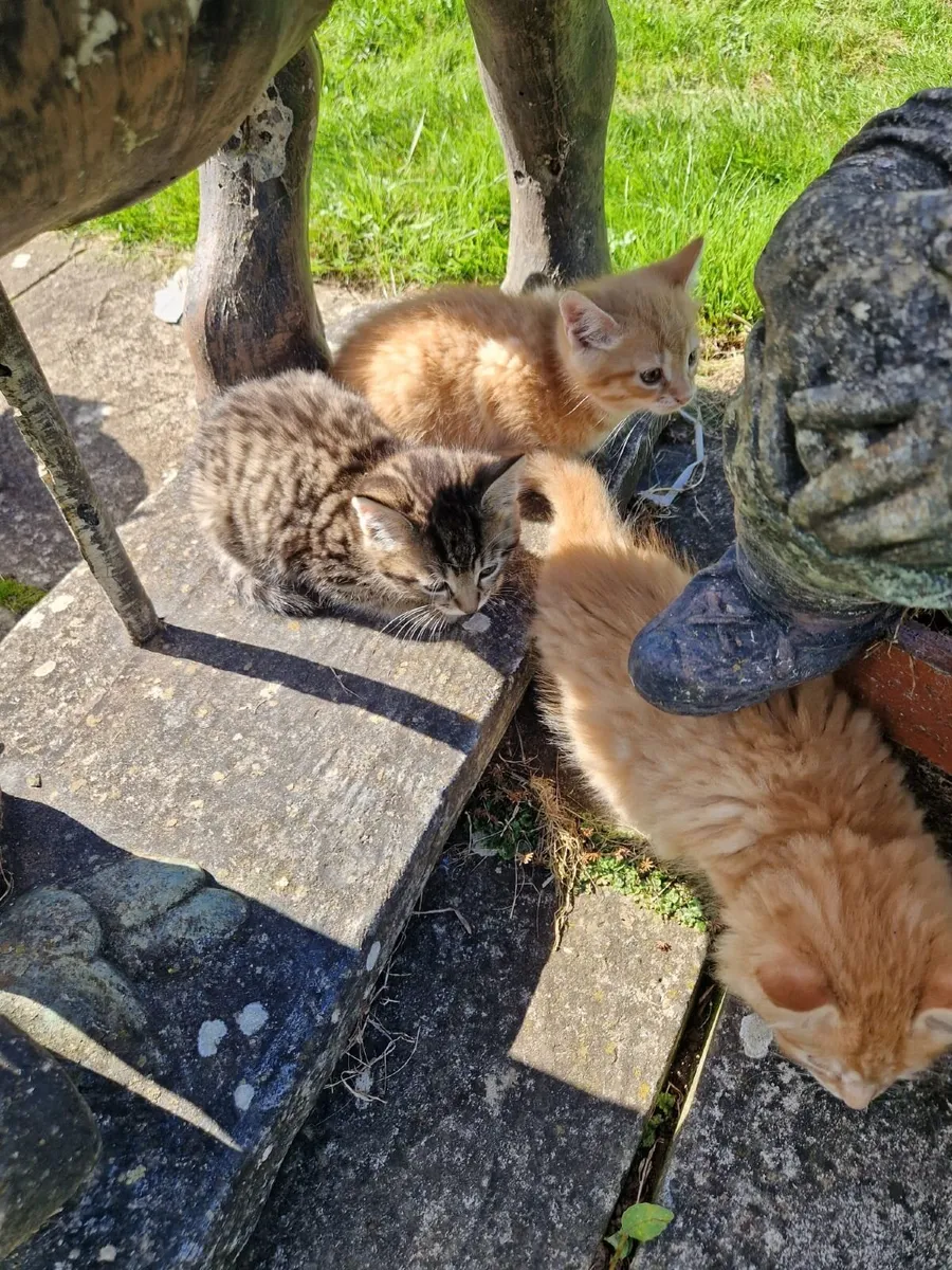 4 Fluffy Kittens - Image 4