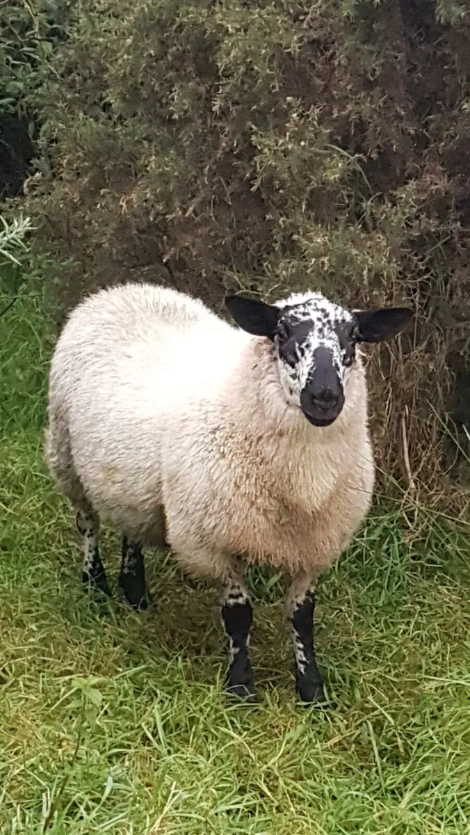 Brockie ram lamb - Image 2
