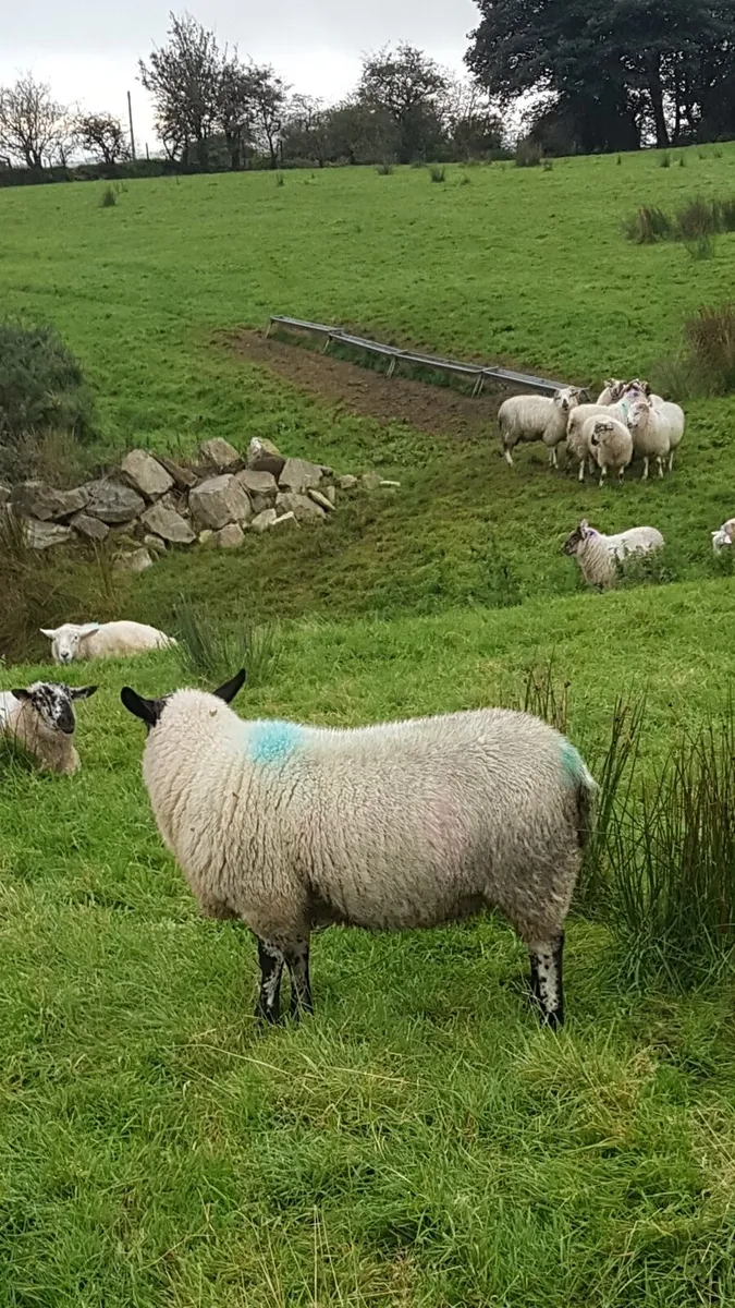 Brockie ram lamb - Image 3