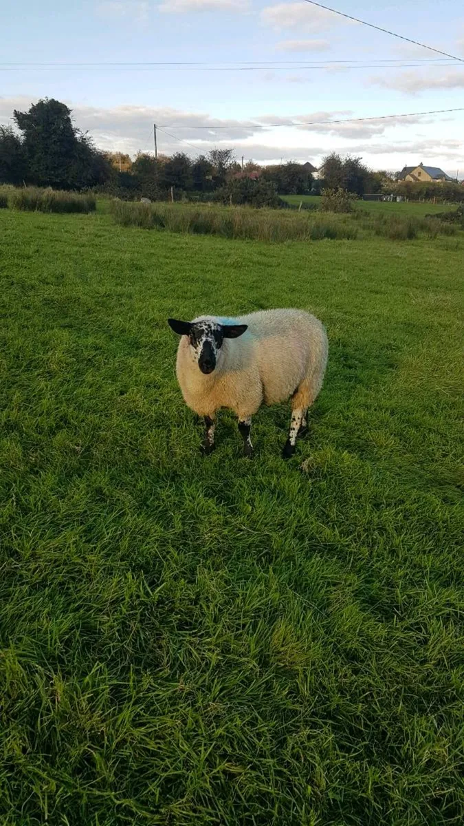 Brockie ram lamb - Image 1