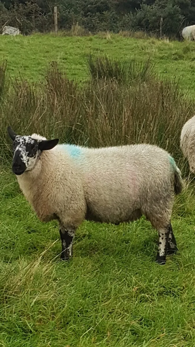 Brockie ram lamb - Image 4