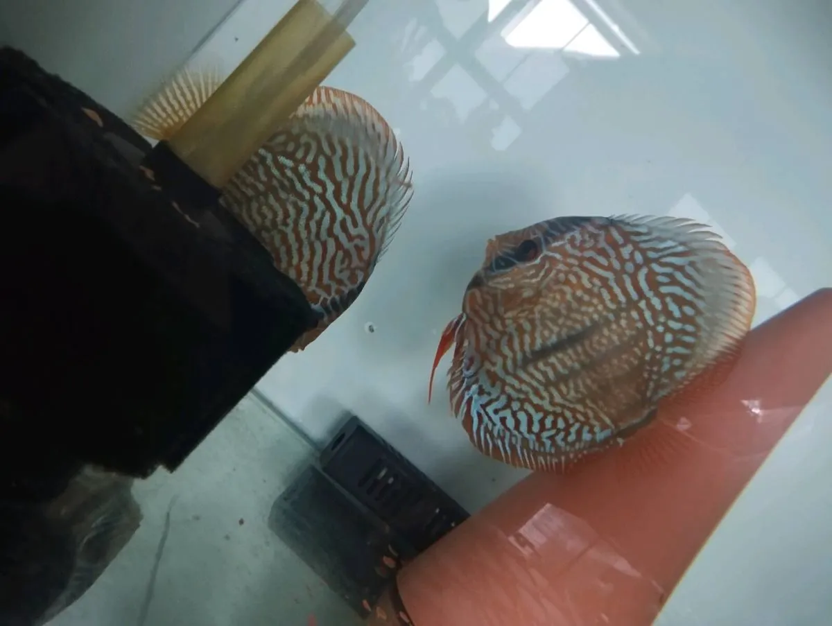 Red turkus german  breeding pair for sale - Image 2