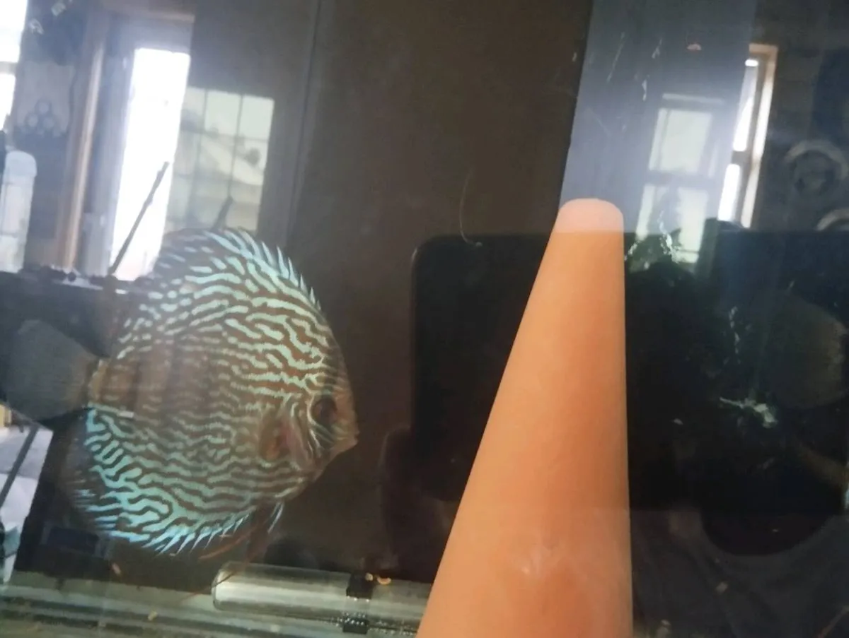 Red turkus german  breeding pair for sale - Image 3