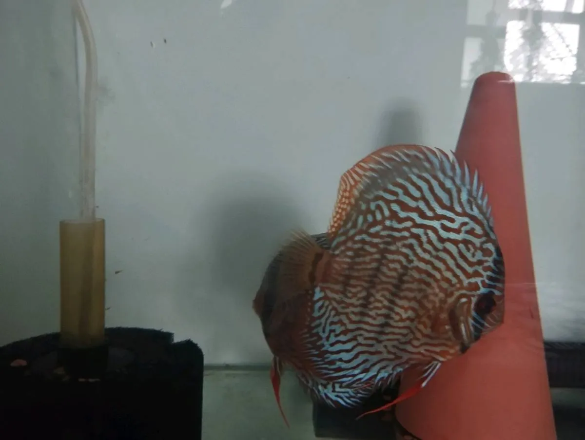 Red turkus german  breeding pair for sale - Image 4