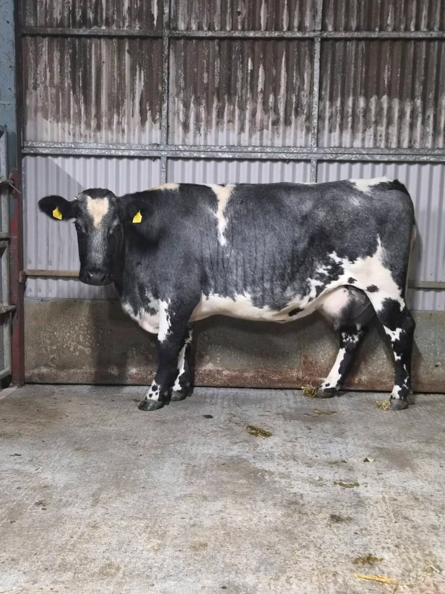 Foster Cow
