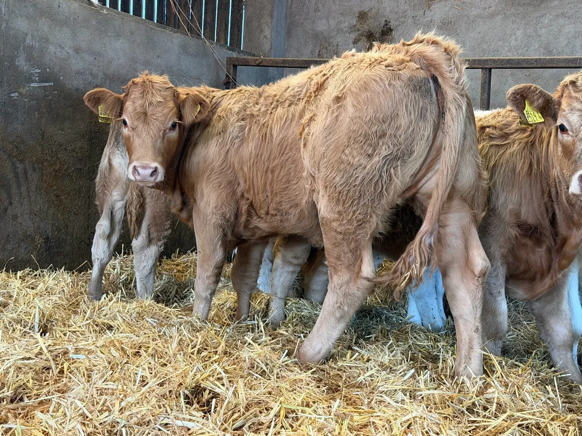 Charolais Heifer Weanlings - Image 2