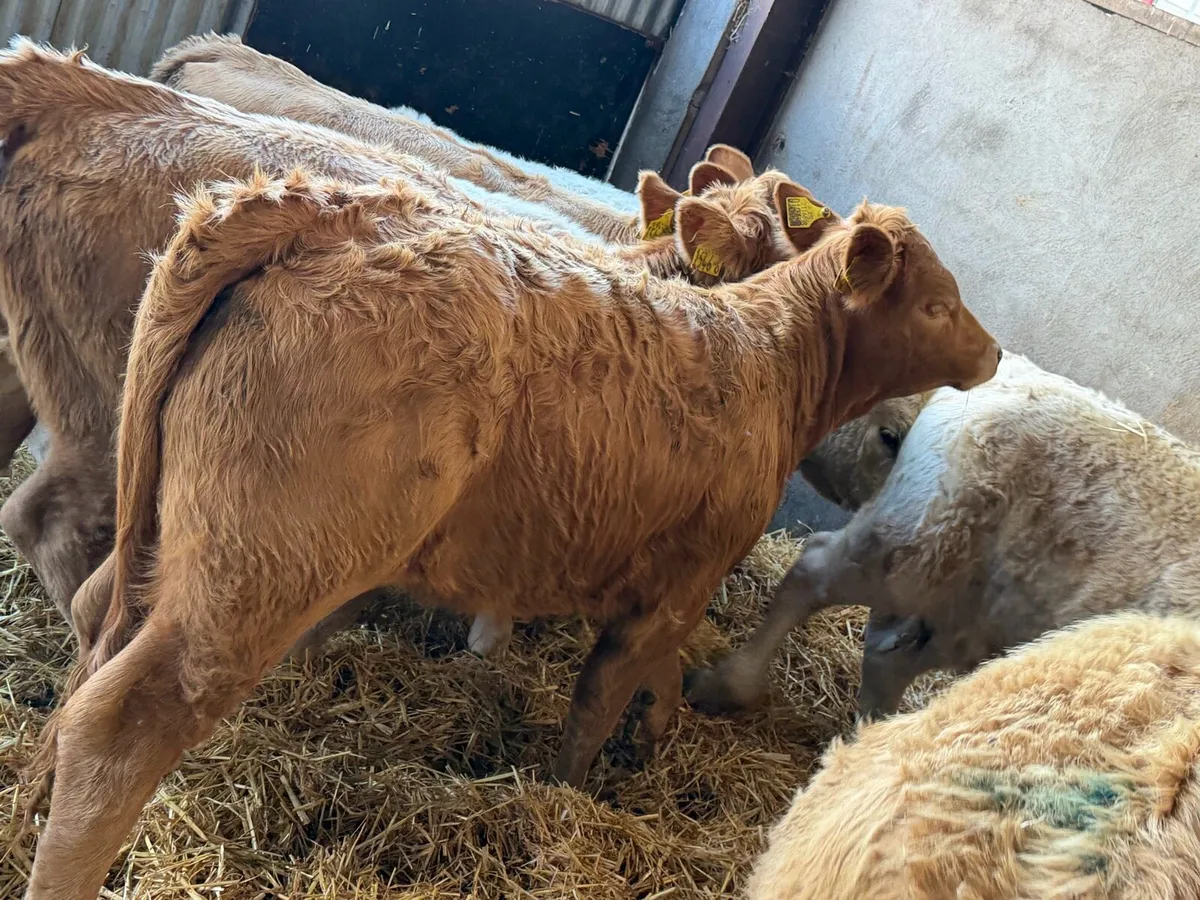 Charolais Heifer Weanlings - Image 3