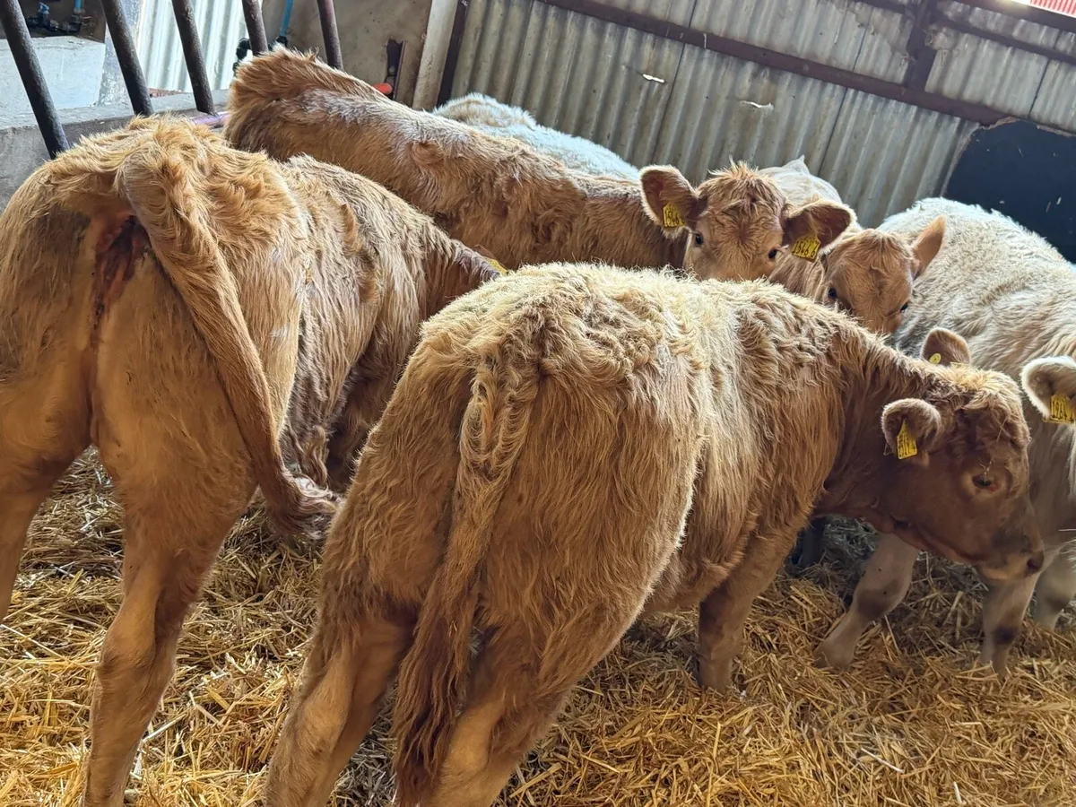 Charolais Heifer Weanlings - Image 4