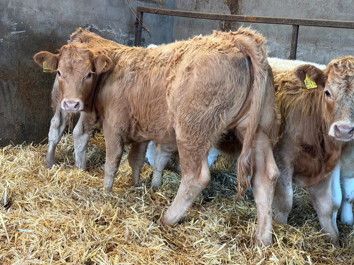 Charolais Heifer Weanlings - Image 1