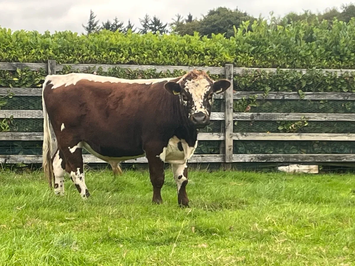 Irish moiled bull - Image 1