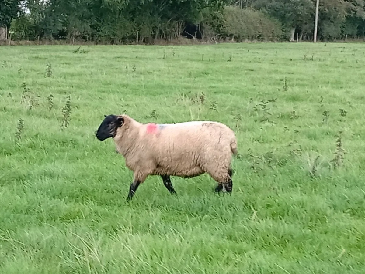 Ewe lambs - Image 1