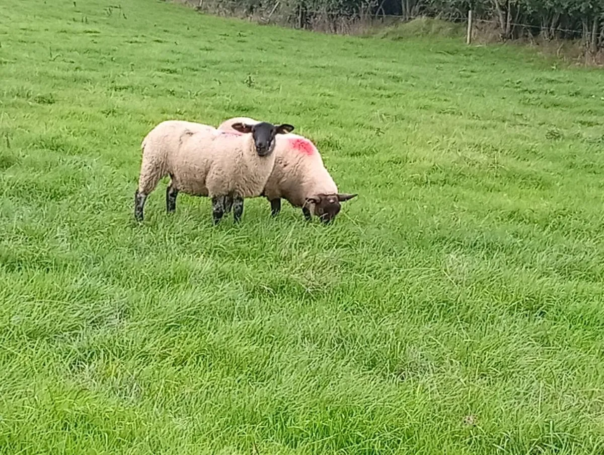 Ewe lambs - Image 2