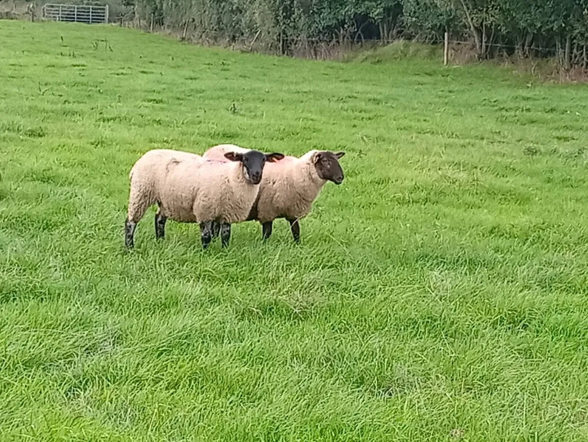 Ewe lambs - Image 3