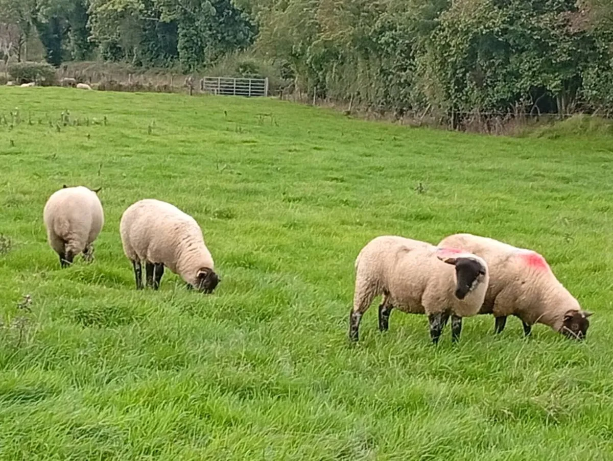 Ewe lambs - Image 4