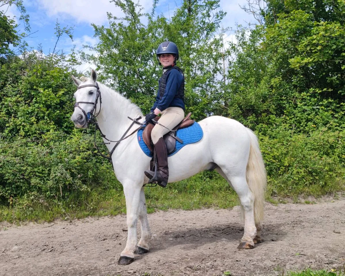 Prince 13.1hhs 2nd pony (please read add) - Image 1
