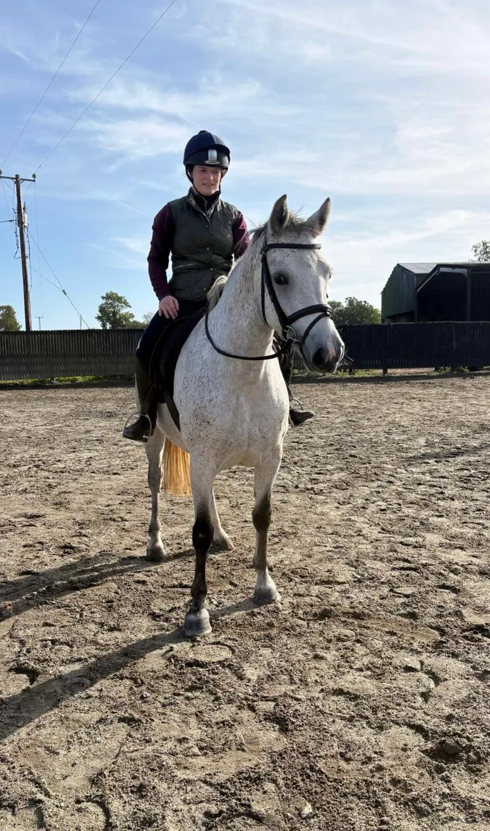 Talented 4yo 14.2hh Connemara - Image 1