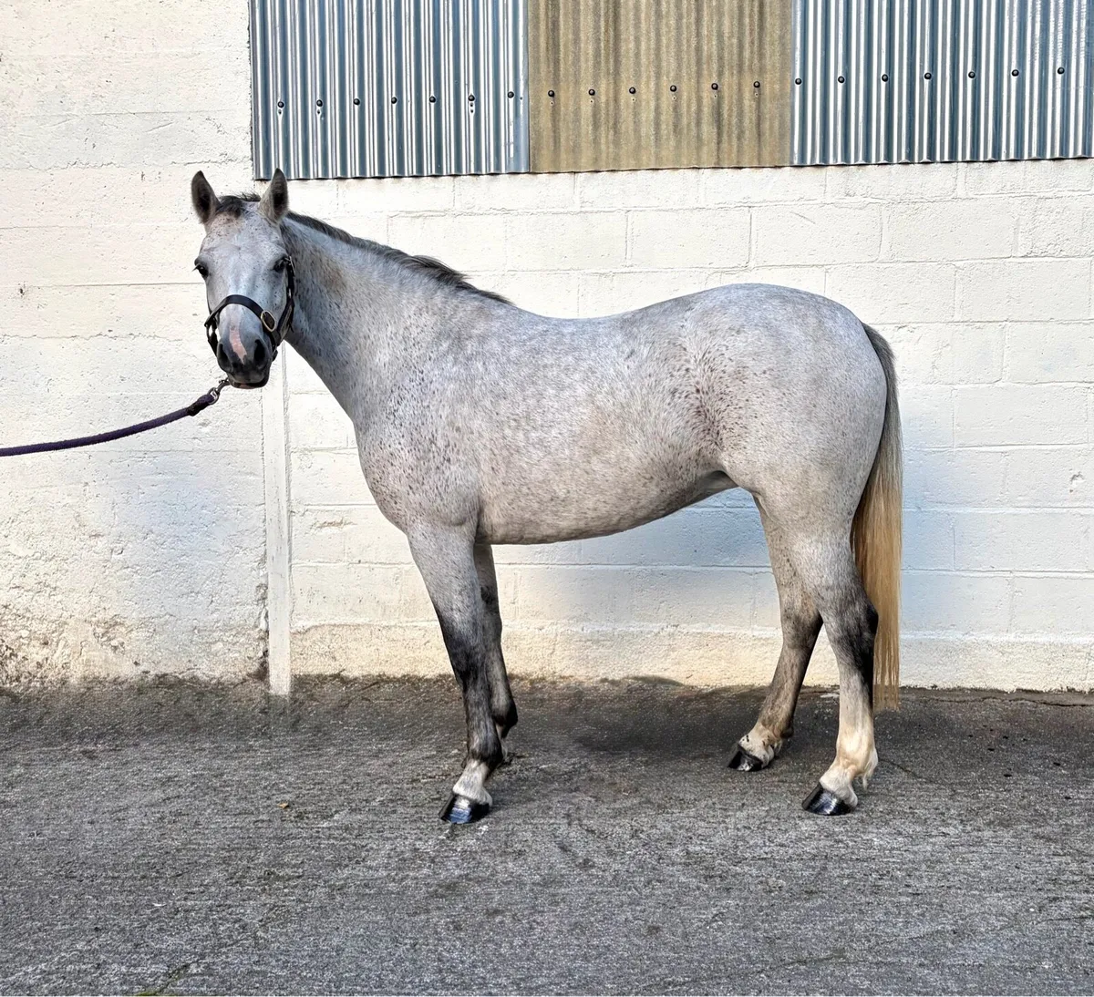 Talented 4yo 14.2hh Connemara - Image 3
