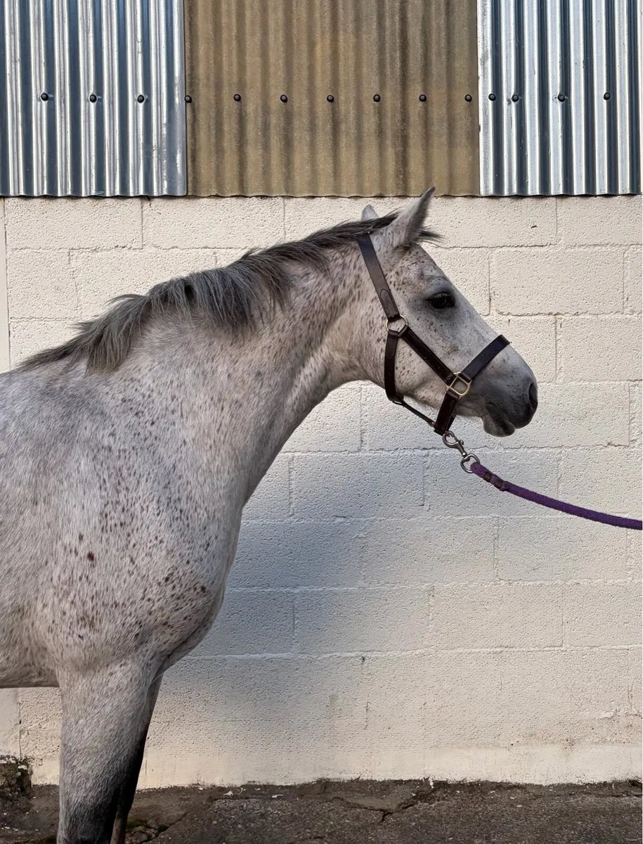 Talented 4yo 14.2hh Connemara - Image 4