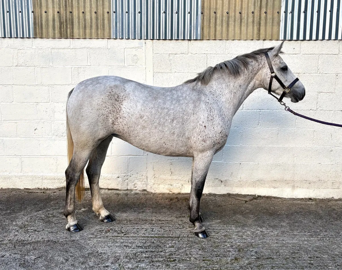 Talented 4yo 14.2hh Connemara - Image 2