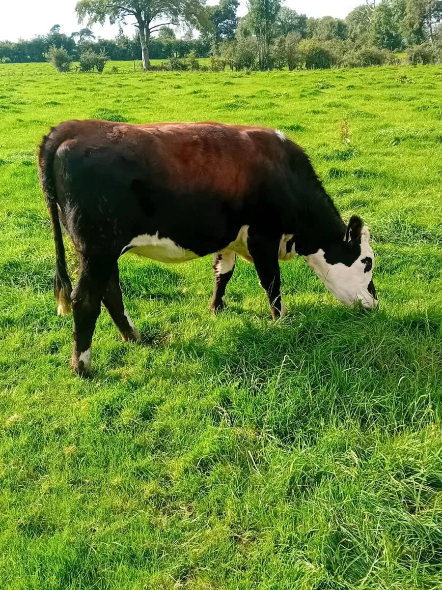 In calf heifers - Image 1