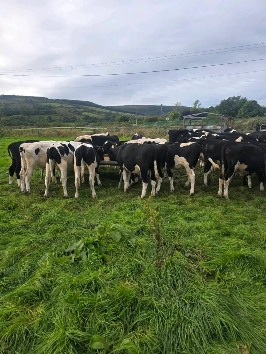Friesian bulls - Image 4
