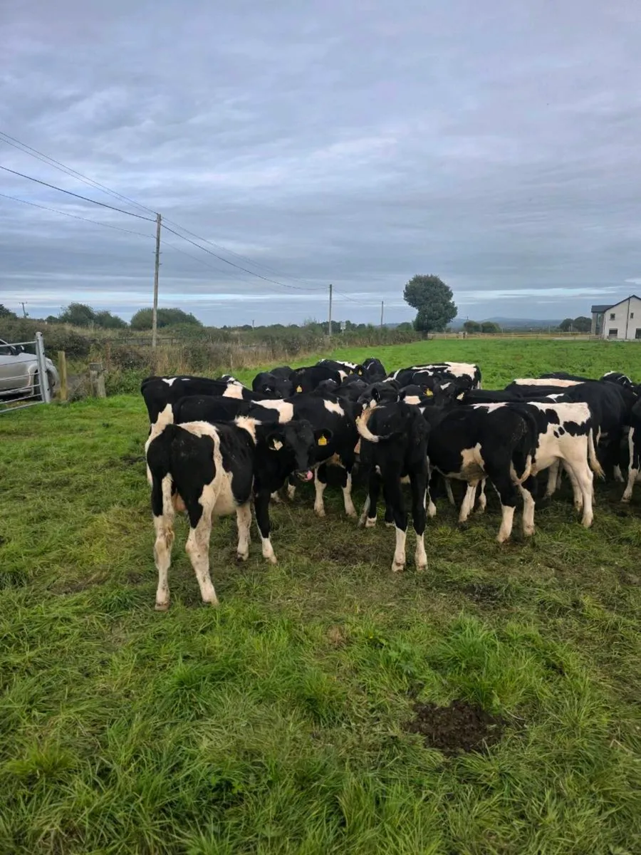 Friesian bulls - Image 1