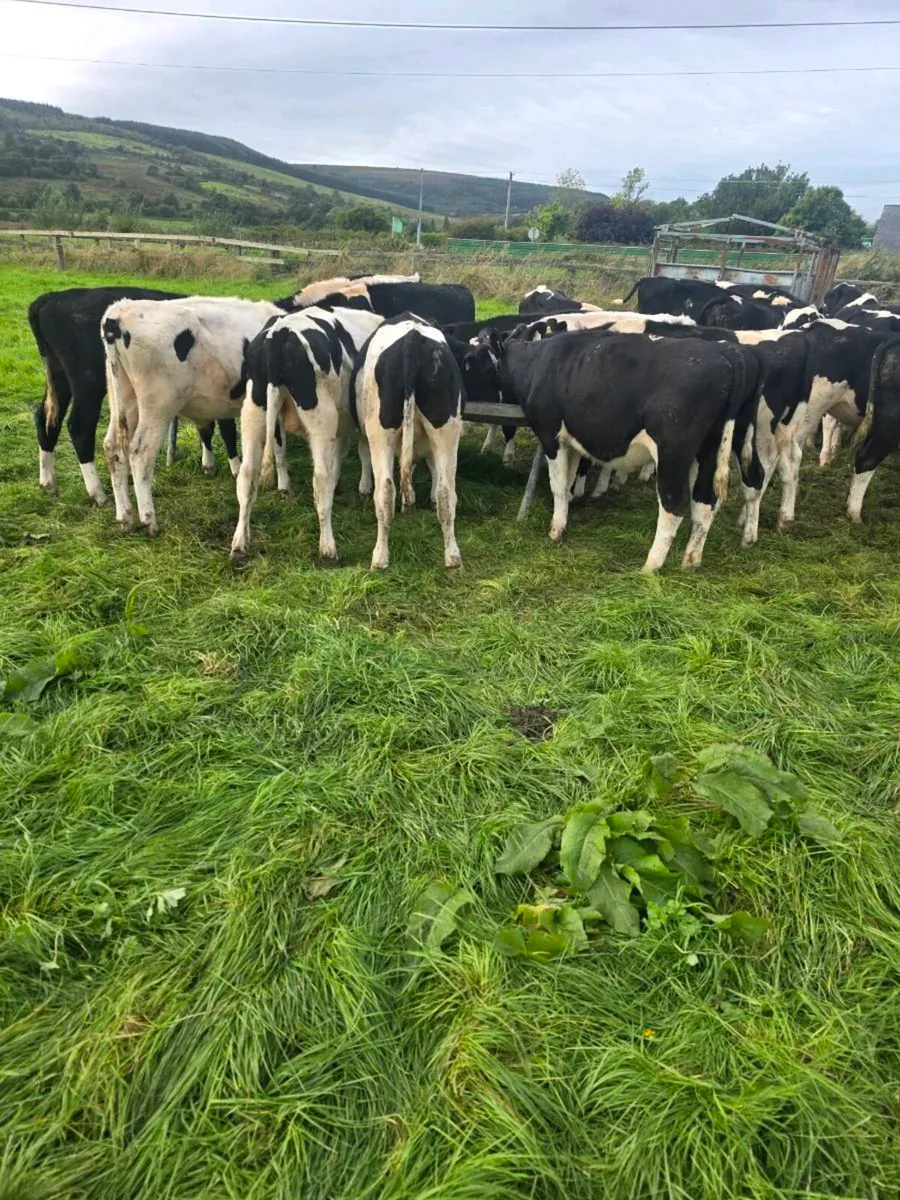 Friesian bulls - Image 2