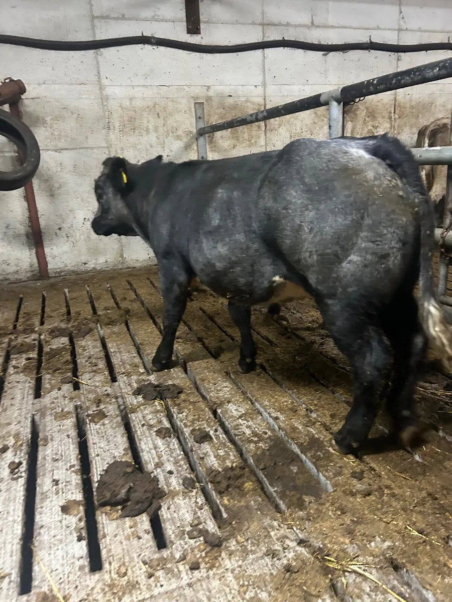 Blue bull weanling - Image 1