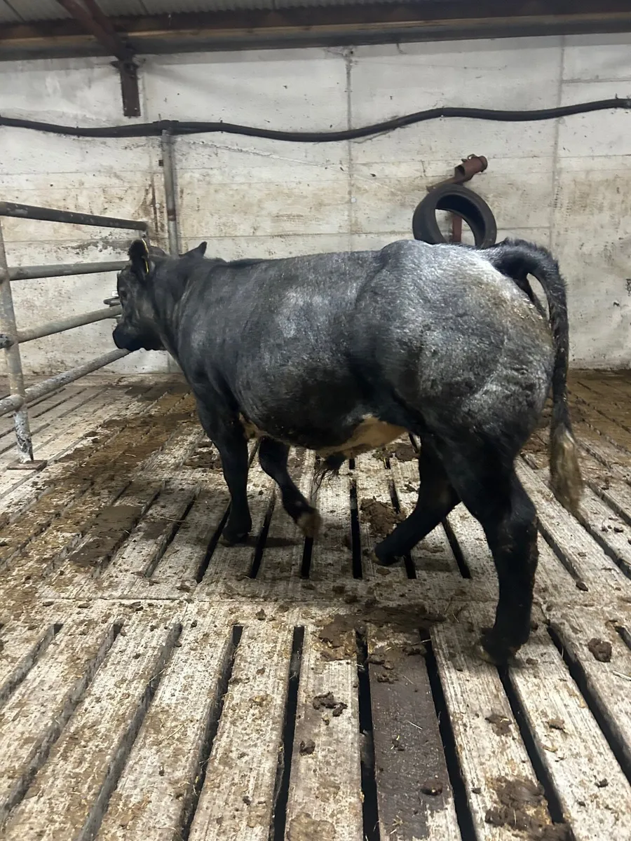 Blue bull weanling - Image 3