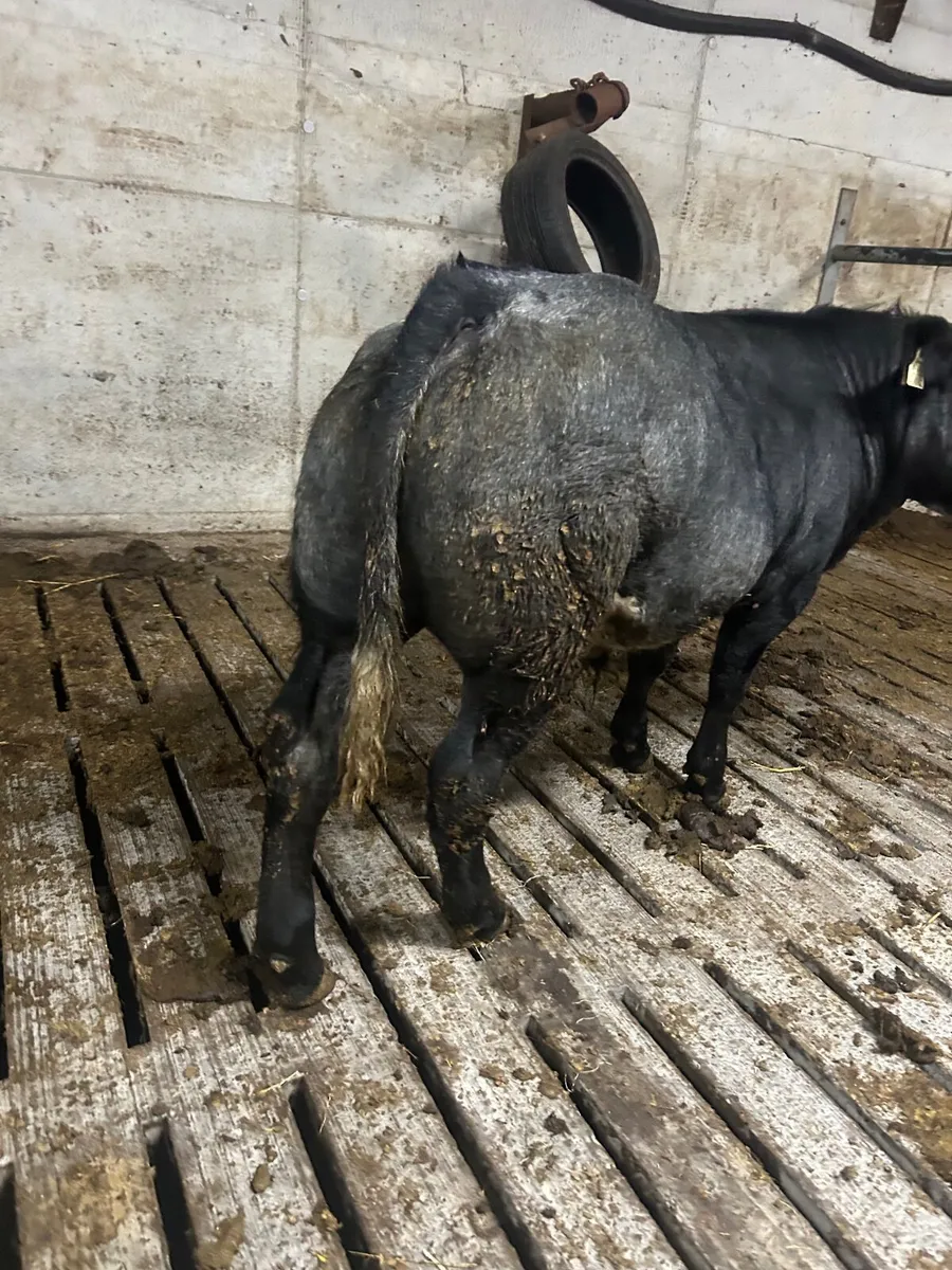 Blue bull weanling - Image 2