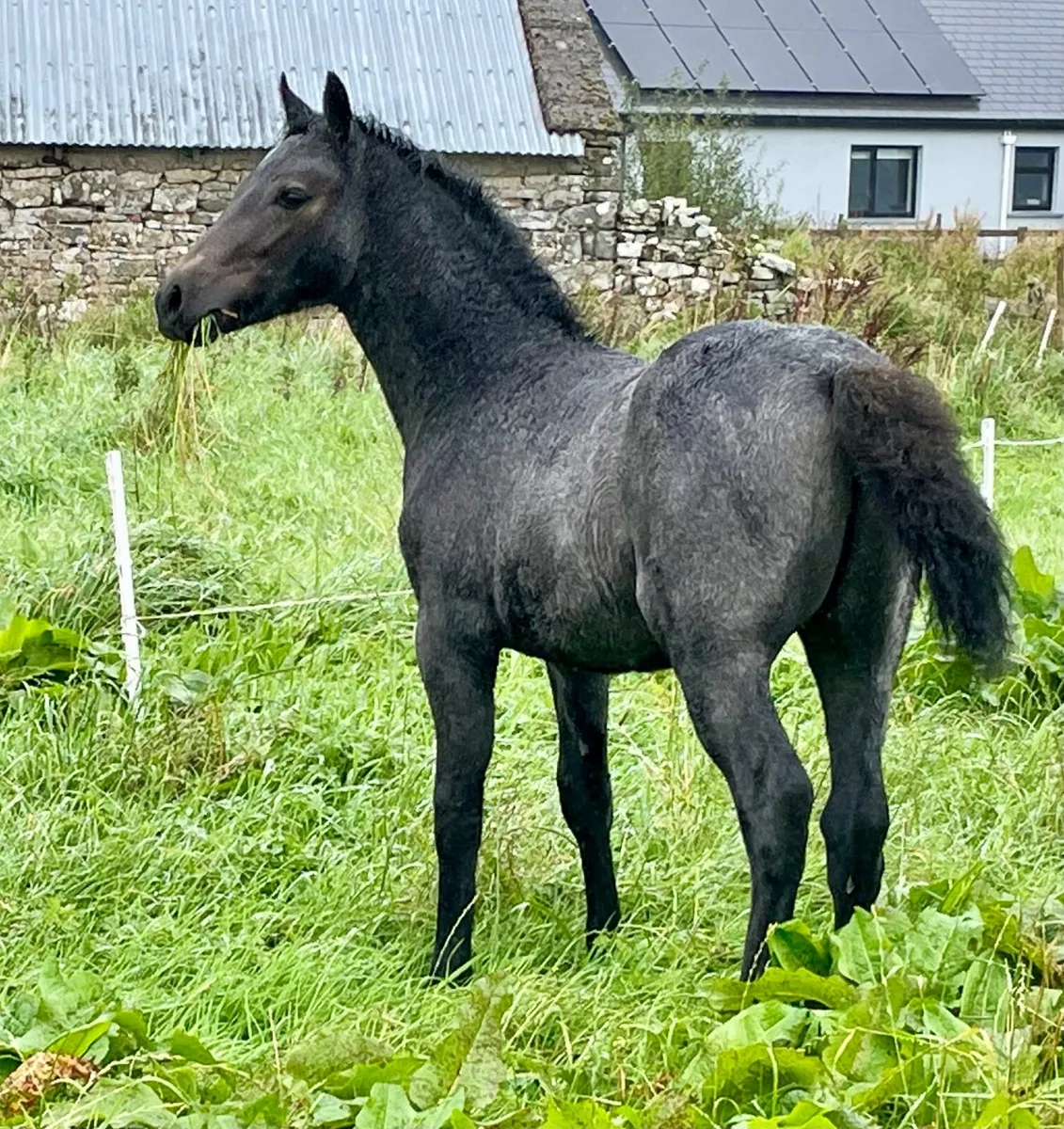 Quality registered Connemara colt foal - Image 3