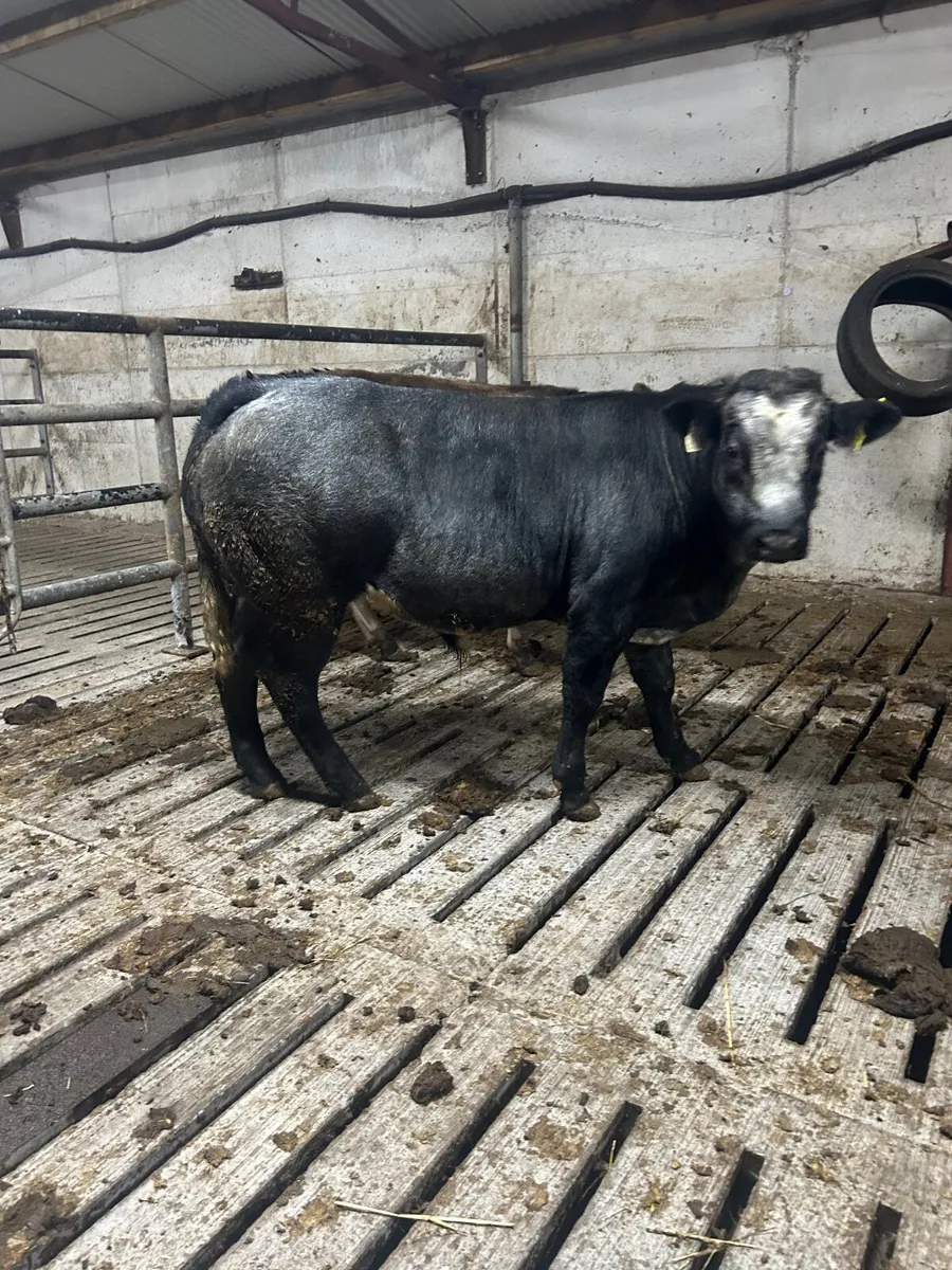 Blue bull weanling - Image 4